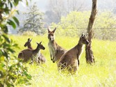 Kangaroos and alpacas at Clare Valley Motel